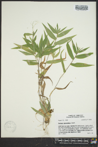 Dichanthelium commutatum subsp. commutatum image