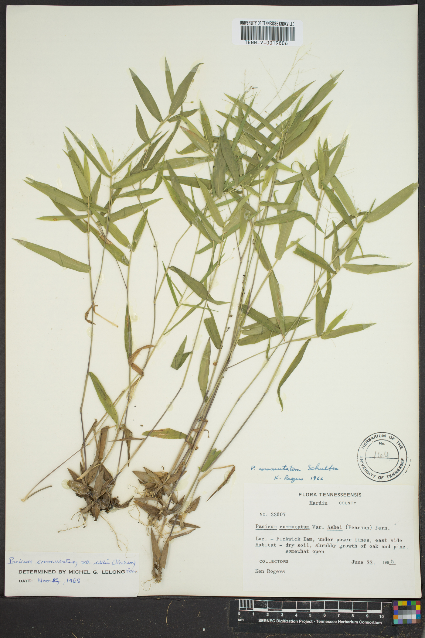 Dichanthelium commutatum subsp. ashei image