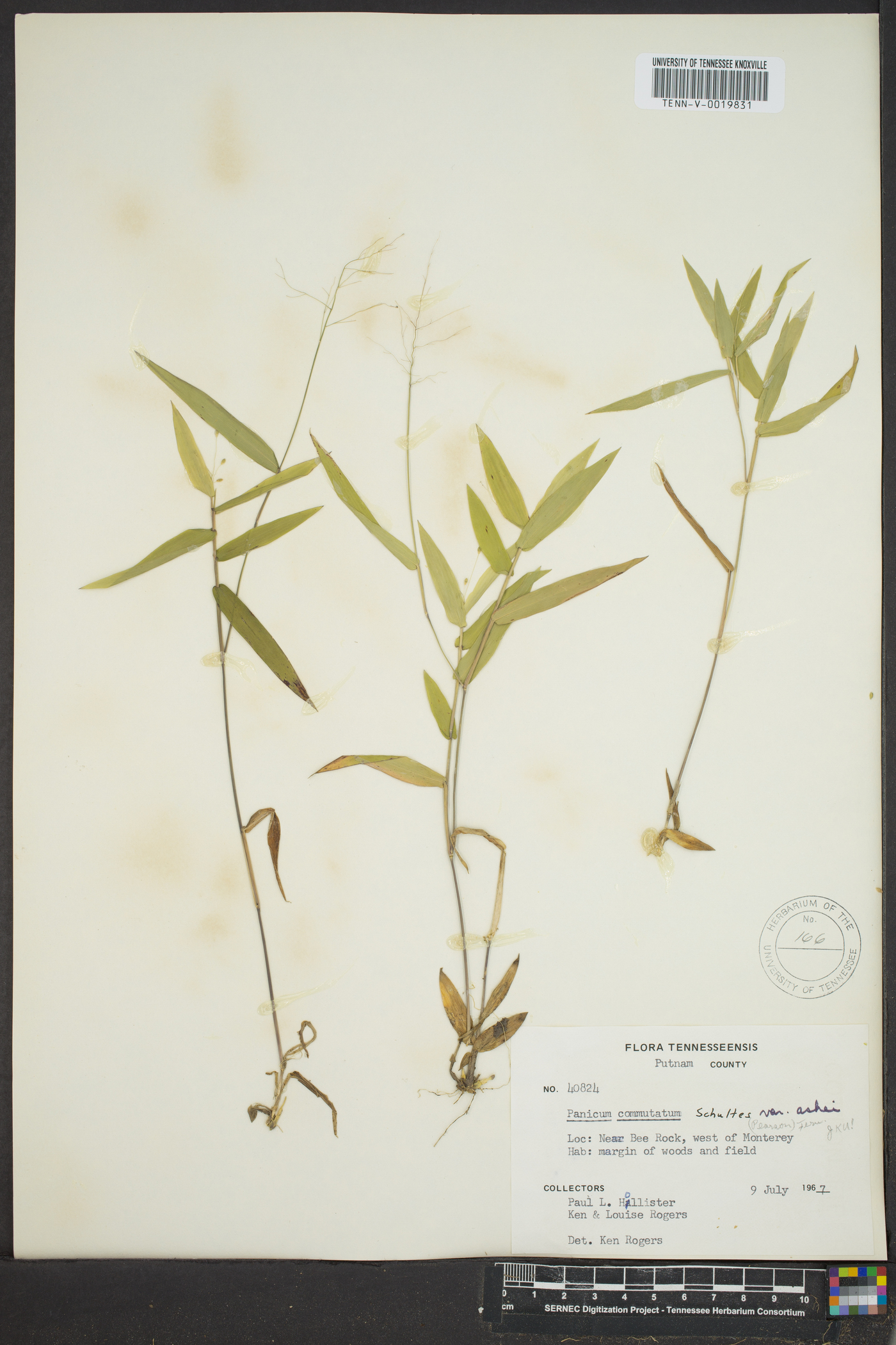 Dichanthelium commutatum subsp. ashei image