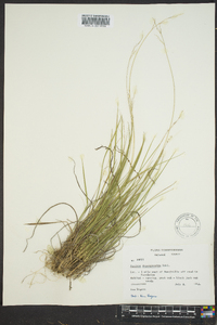 Dichanthelium depauperatum image