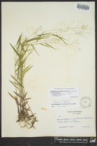 Dichanthelium dichotomum var. dichotomum image