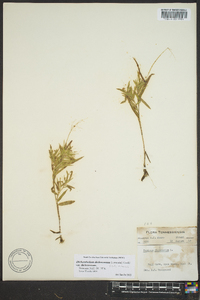 Dichanthelium dichotomum var. dichotomum image