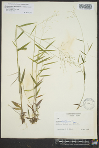 Dichanthelium dichotomum var. dichotomum image