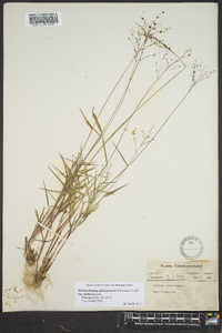 Dichanthelium dichotomum var. dichotomum image