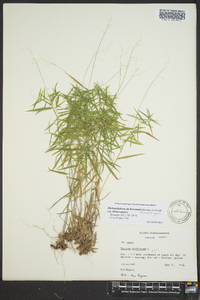 Dichanthelium dichotomum var. dichotomum image