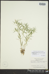 Dichanthelium dichotomum var. dichotomum image