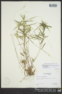 Dichanthelium dichotomum var. dichotomum image