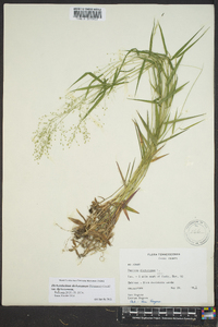 Dichanthelium dichotomum var. dichotomum image