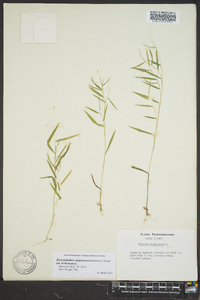 Dichanthelium dichotomum var. dichotomum image