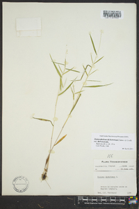 Dichanthelium dichotomum var. dichotomum image