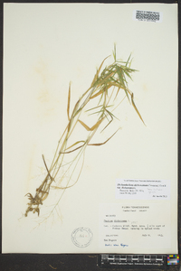 Dichanthelium dichotomum var. dichotomum image