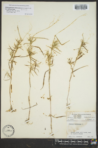 Dichanthelium dichotomum var. dichotomum image