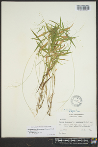 Dichanthelium dichotomum var. dichotomum image