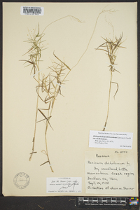 Dichanthelium dichotomum var. dichotomum image