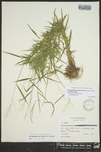 Dichanthelium dichotomum var. dichotomum image