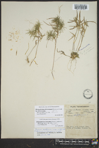 Dichanthelium dichotomum var. dichotomum image