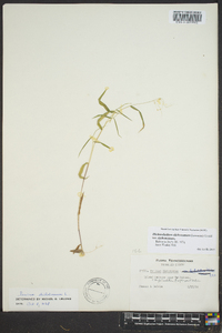 Dichanthelium dichotomum var. dichotomum image