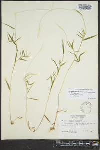 Dichanthelium dichotomum var. dichotomum image