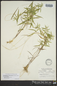 Dichanthelium dichotomum var. dichotomum image