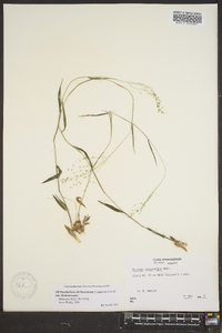 Dichanthelium dichotomum var. dichotomum image