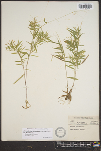 Dichanthelium dichotomum var. dichotomum image