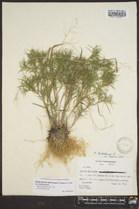 Dichanthelium dichotomum var. dichotomum image