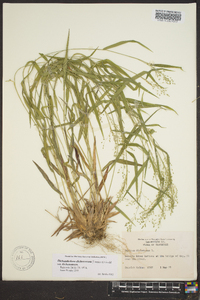 Dichanthelium dichotomum var. dichotomum image