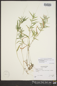 Dichanthelium dichotomum var. dichotomum image