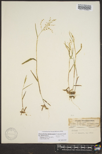 Dichanthelium dichotomum var. dichotomum image