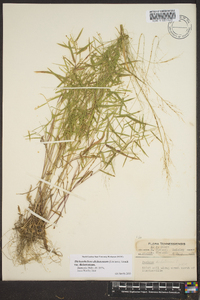 Dichanthelium dichotomum var. dichotomum image