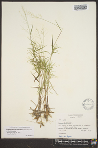 Dichanthelium dichotomum var. dichotomum image