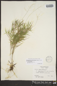 Dichanthelium dichotomum var. dichotomum image