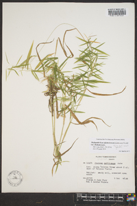 Dichanthelium dichotomum var. dichotomum image