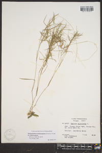 Dichanthelium dichotomum var. dichotomum image