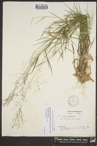 Dichanthelium dichotomum var. dichotomum image