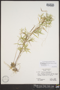 Dichanthelium dichotomum var. dichotomum image