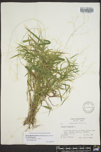 Dichanthelium dichotomum var. dichotomum image