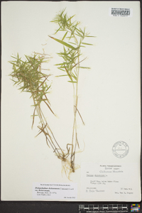 Dichanthelium dichotomum var. dichotomum image