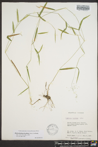 Dichanthelium lucidum image