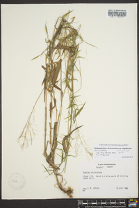 Dichanthelium dichotomum var. ramulosum image