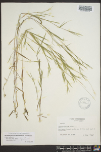 Dichanthelium dichotomum subsp. roanokense image