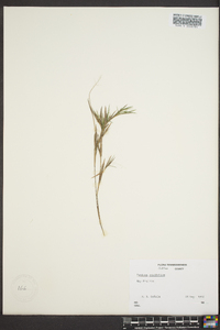 Dichanthelium ensifolium image