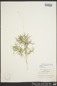 Dichanthelium ensifolium image