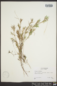 Dichanthelium ensifolium image