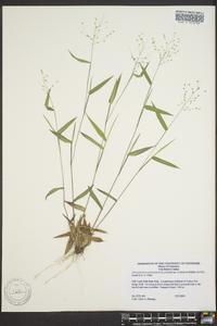 Dichanthelium ensifolium image