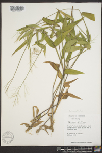 Dichanthelium latifolium image