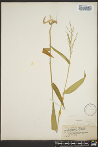 Dichanthelium latifolium image