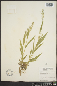 Dichanthelium laxiflorum image