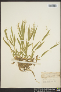 Dichanthelium laxiflorum image