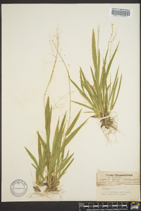 Dichanthelium laxiflorum image